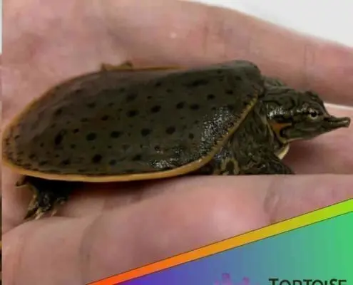 live turtles for sale