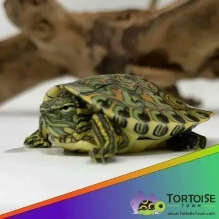 ornate slider for sale