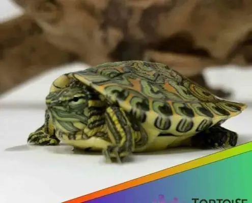 ornate slider for sale