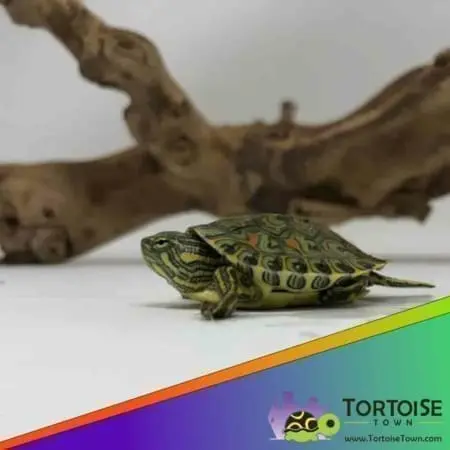 ornate slider for sale