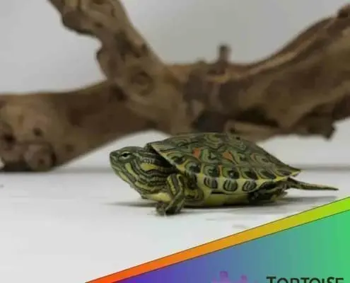 ornate slider for sale