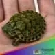 ornate slider turtle for sale