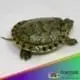 peacock slider turtle for sale