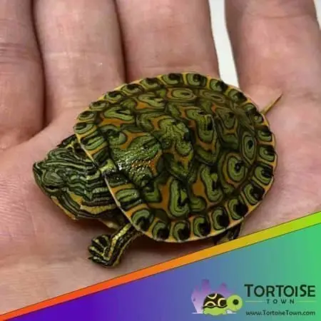 peacock slider turtles for sale