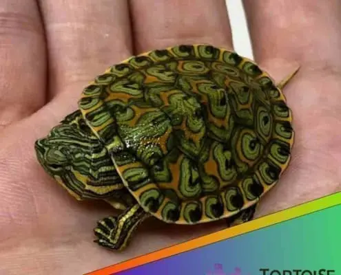 peacock slider turtles for sale