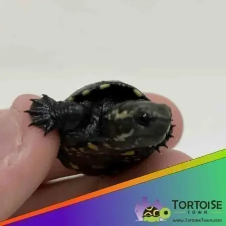 common mud turtle