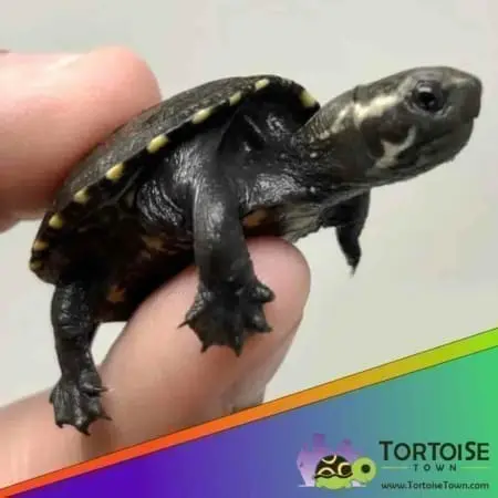 Common Mud turtle for sale - Image 2