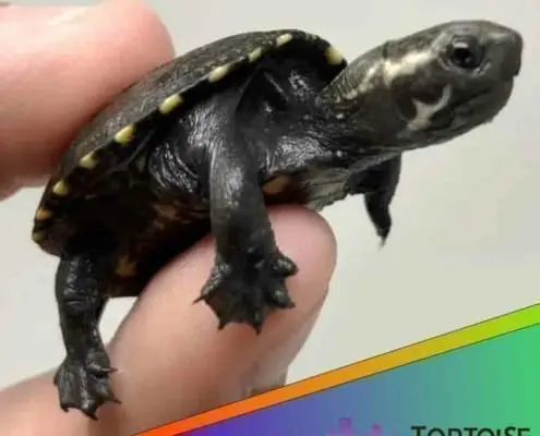 common mud turtle for sale