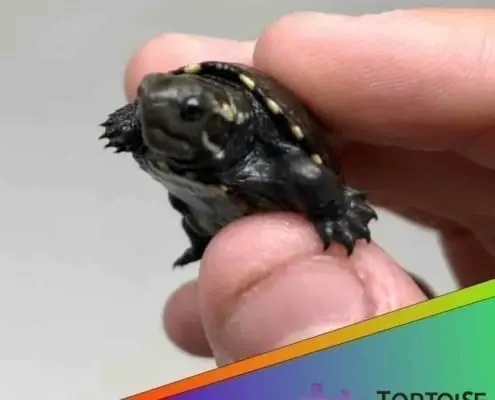 common mud turtle for sale