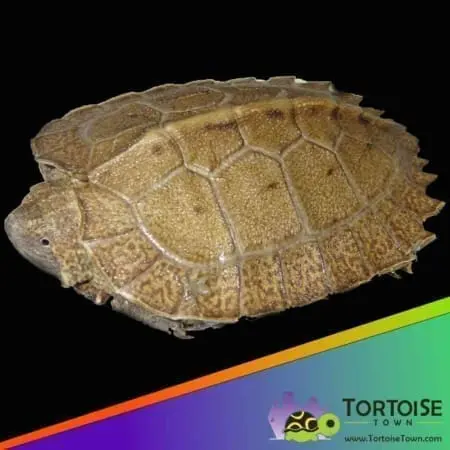 Giant leaf turtle for sale