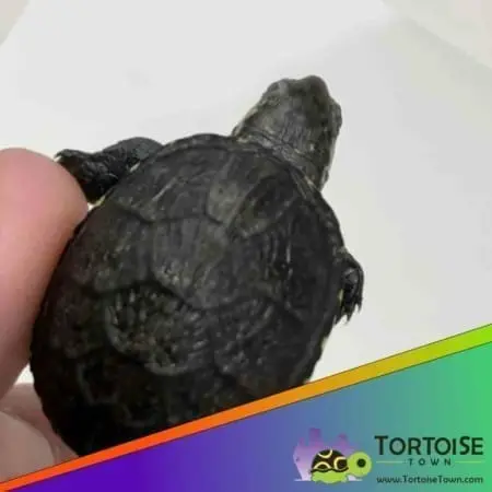 mud turtle for sale