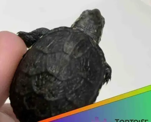 mud turtle for sale