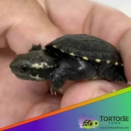 mud turtle price