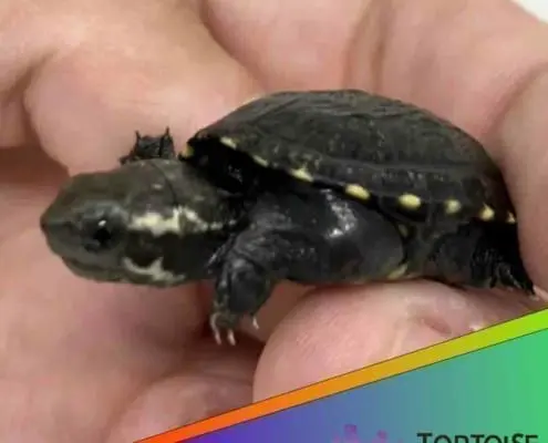 mud turtle price