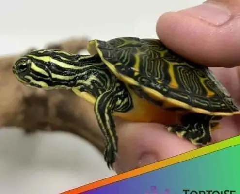 red bellied slider turtle