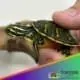 red bellied slider turtle
