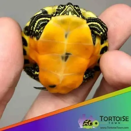 red bellied slider turtle for sale