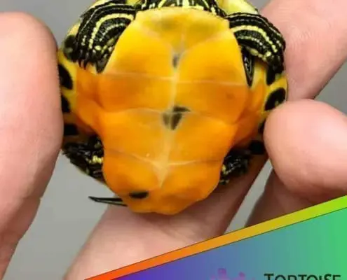 red bellied slider turtle for sale