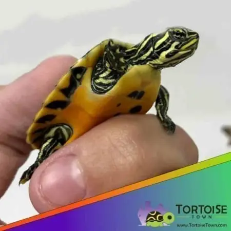 red belly slider turtle