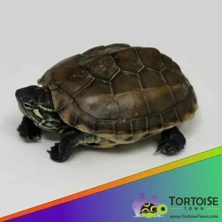 Reeve's turtle