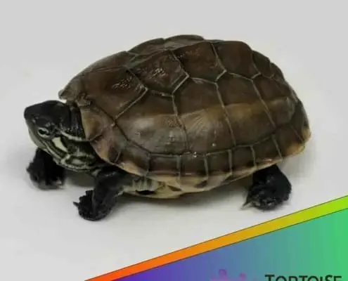 Reeve's turtle