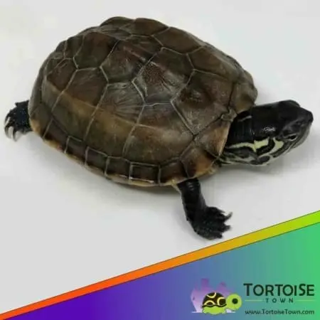 Reeve's turtle for sale