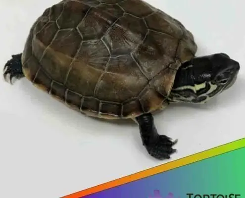 Reeve's turtle for sale