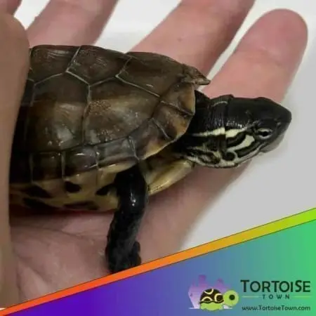 Reeves turtle for sale