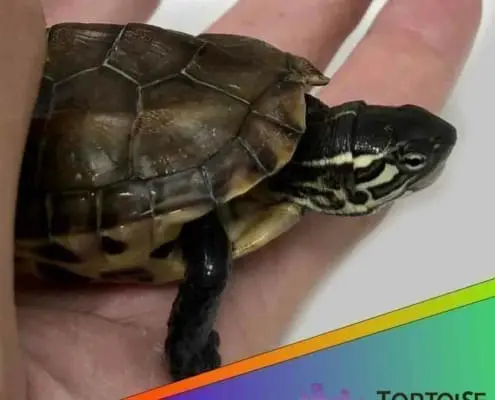 Reeves turtle for sale