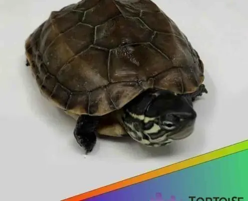 Reeves turtles for sale