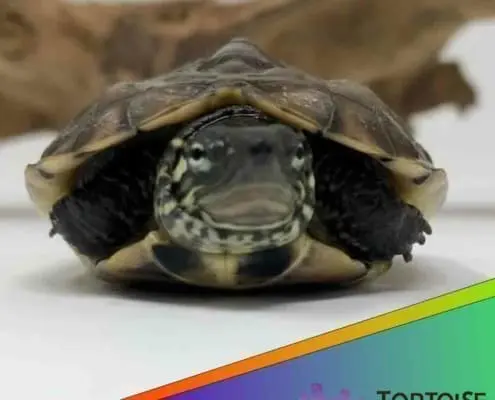 Reeve's turtles for sale