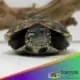 Reeve's turtles for sale