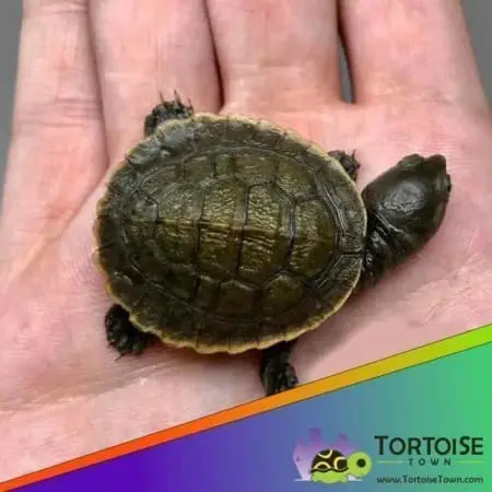 Krefft's turtle