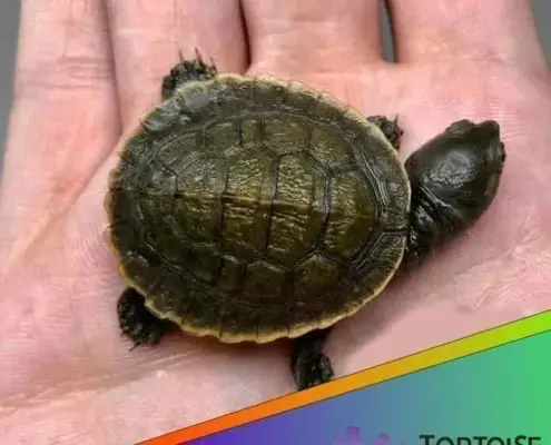 Krefft's turtle