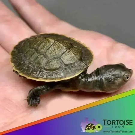Krefft's turtle for sale