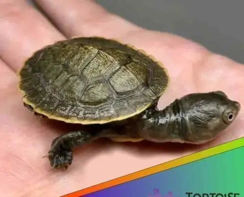 Krefft's turtle for sale