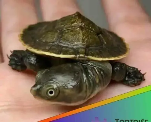 Krefft's turtles for sale