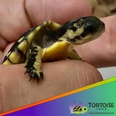 baby Gulf coast box turtle