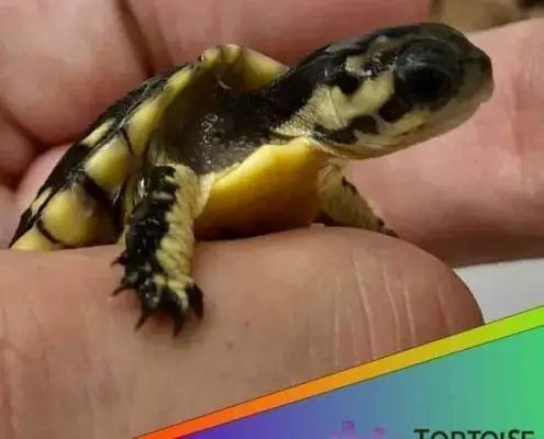 baby Gulf coast box turtle