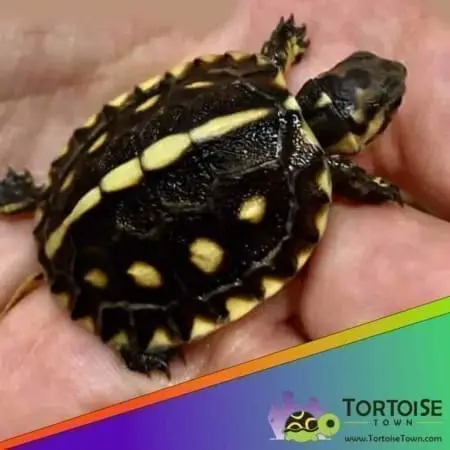 Gulf coast box turtle