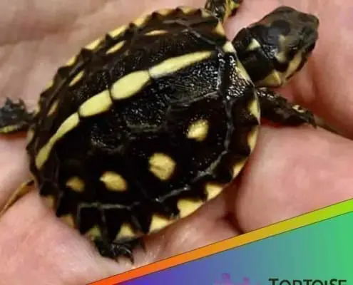 Gulf coast box turtle