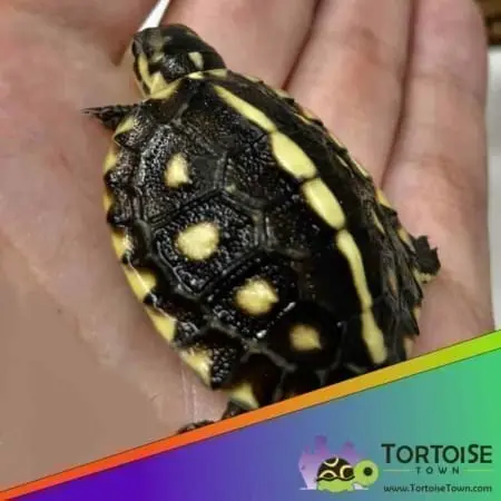 Gulf coast box turtle cost