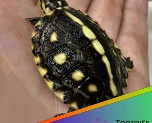Gulf coast box turtle cost