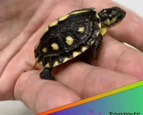 Gulf coast box turtle for sale