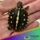 Gulf Coast box turtle for sale