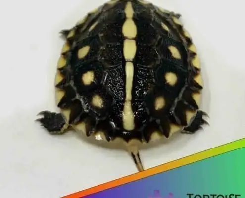 Gulf coast box turtles for sale