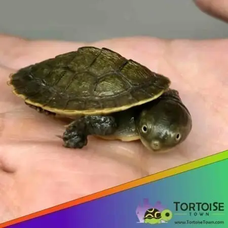 Krefft's turtle for sale