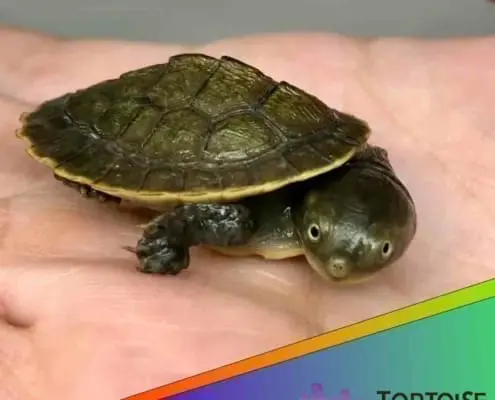 Kreft's turtle for sale