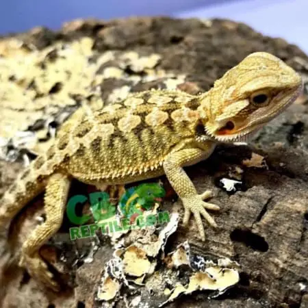 bearded dragon