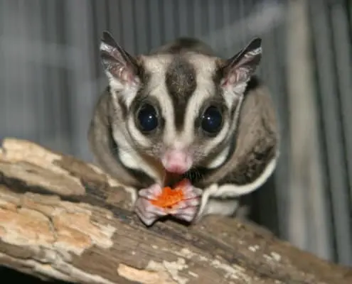 sugar glider food